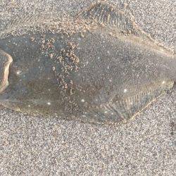 ヒラメ狙いでしたがマゴチの釣果